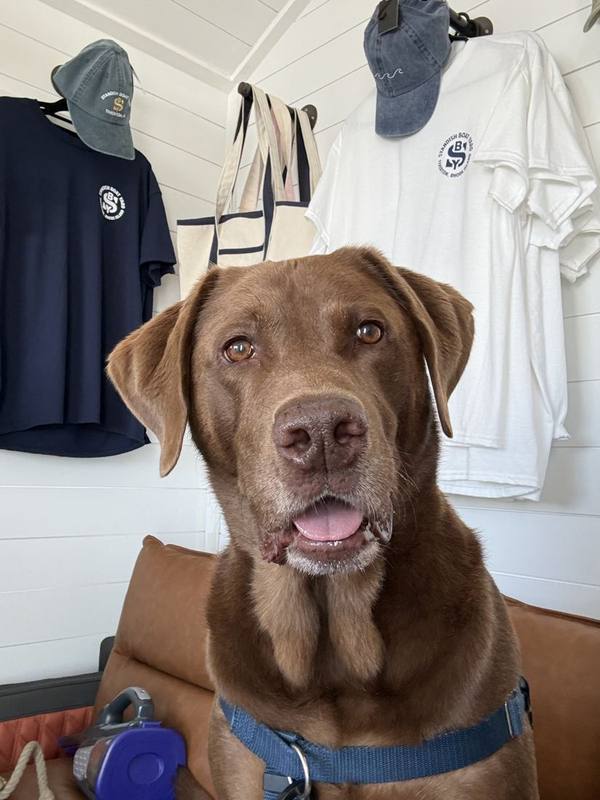 Henry, our older chocolate lab, in front of Standish tees, caps and totes