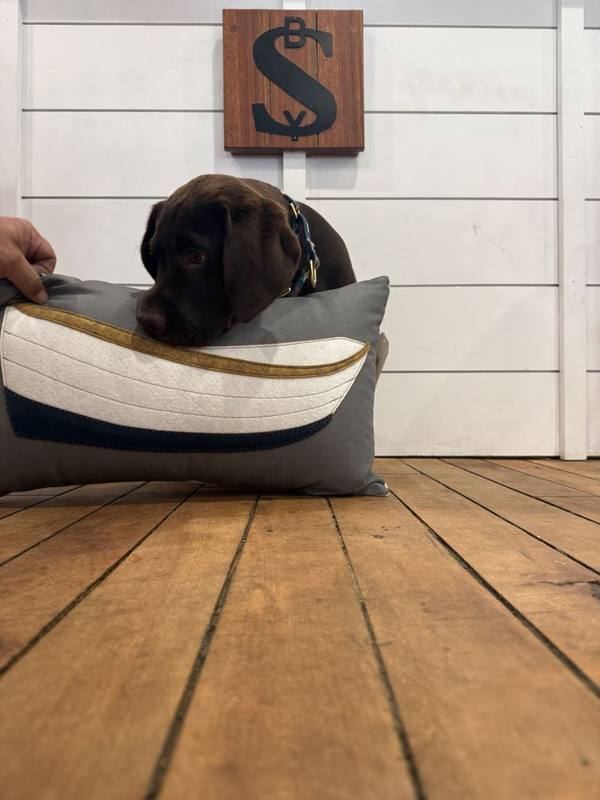 Chip resting on a dinghy pillow beneath the SBY sign