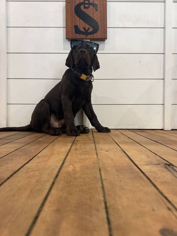 Chip, our chocolate lab puppy, in sunglasses under the SBY sign